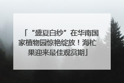 “盛夏白纱”在华南国家植物园惊艳绽放！海杧果迎来最佳观赏期