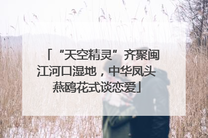 “天空精灵”齐聚闽江河口湿地，中华凤头燕鸥花式谈恋爱