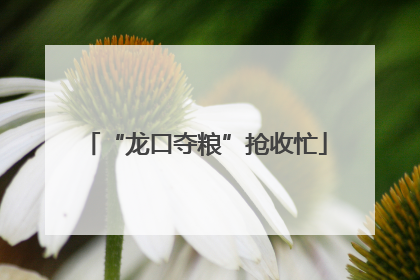 “龙口夺粮”抢收忙