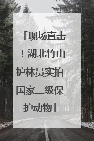 现场直击！湖北竹山护林员实拍国家二级保护动物
