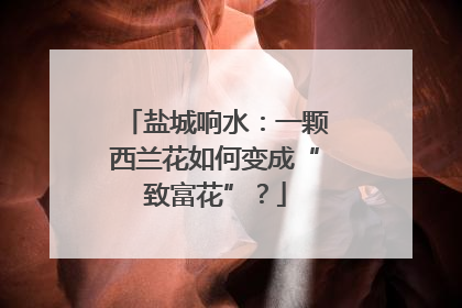 盐城响水：一颗西兰花如何变成“致富花”？