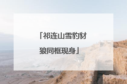 祁连山雪豹豺狼同框现身