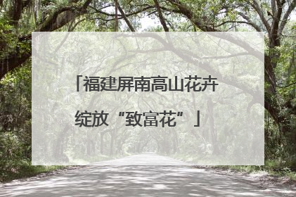 福建屏南高山花卉绽放“致富花”