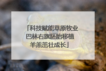 科技赋能草原牧业 巴林右旗胚胎移植羊羔茁壮成长