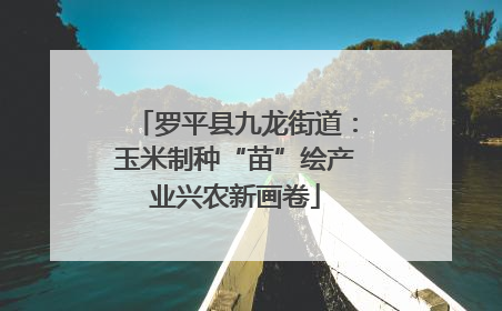 罗平县九龙街道：玉米制种“苗”绘产业兴农新画卷