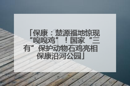 保康：楚源福地惊现“嘎嘎鸡”！国家“三有”保护动物石鸡亮相保康沿河公园