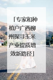 专家和种植户广西柳州探寻玉米产业提质增效新路径