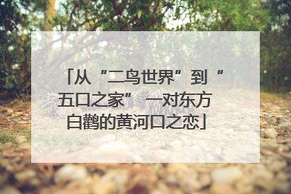 从“二鸟世界”到“五口之家” 一对东方白鹳的黄河口之恋