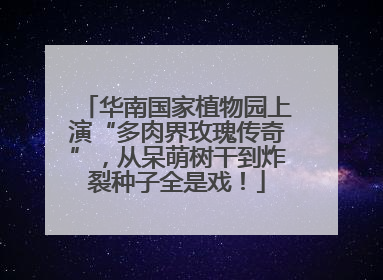 华南国家植物园上演“多肉界玫瑰传奇”，从呆萌树干到炸裂种子全是戏！