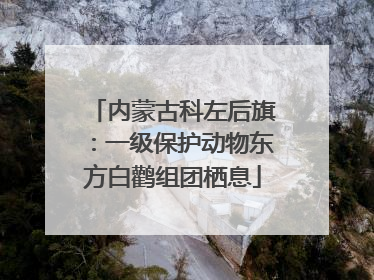 内蒙古科左后旗：一级保护动物东方白鹳组团栖息