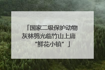 国家二级保护动物灰林鸮光临竹山上庸“鲜花小镇”