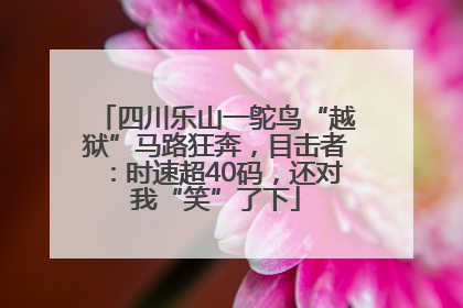 四川乐山一鸵鸟“越狱”马路狂奔，目击者：时速超40码，还对我“笑”了下