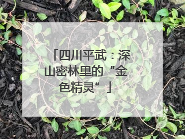 四川平武：深山密林里的“金色精灵”