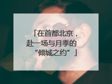 在首都北京，赴一场与月季的“倾城之约”
