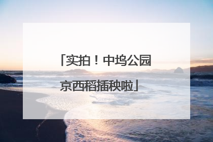 实拍！中坞公园京西稻插秧啦
