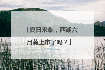 夏日来临，西湖六月黄上市了吗？