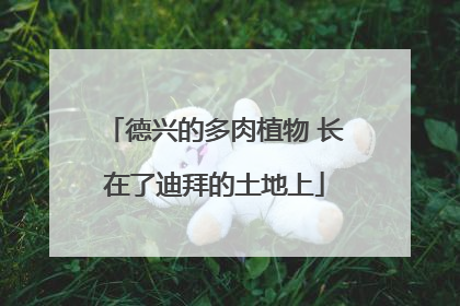 德兴的多肉植物 长在了迪拜的土地上