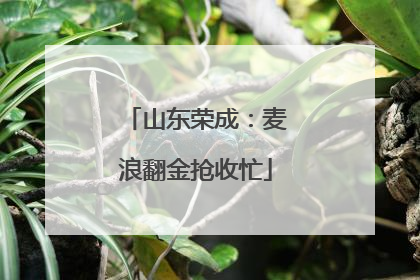 山东荣成：麦浪翻金抢收忙