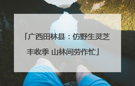 广西田林县：仿野生灵芝丰收季 山林间劳作忙