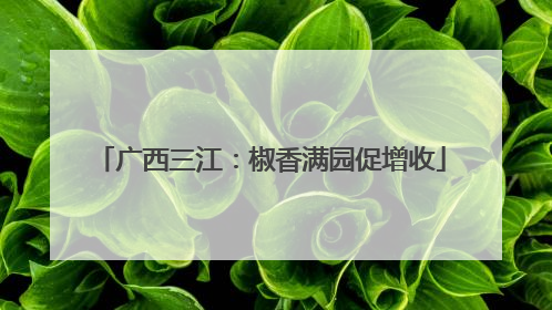 广西三江：椒香满园促增收
