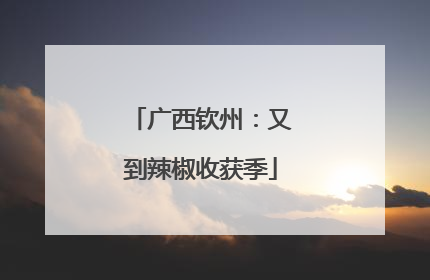 广西钦州：又到辣椒收获季