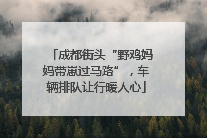 成都街头“野鸡妈妈带崽过马路”，车辆排队让行暖人心