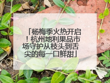 杨梅季火热开启！杭州地利果品市场守护从枝头到舌尖的每一口鲜甜