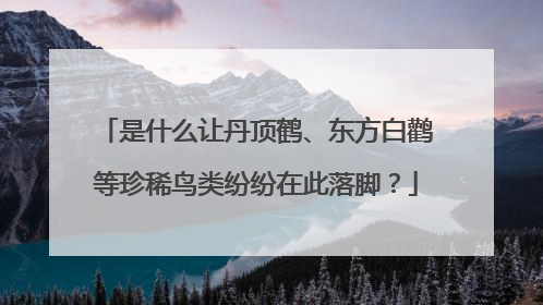 是什么让丹顶鹤、东方白鹳等珍稀鸟类纷纷在此落脚？