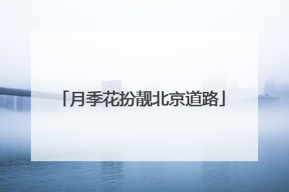 月季花扮靓北京道路
