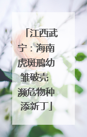 江西武宁：海南虎斑鳽幼雏破壳 濒危物种添新丁