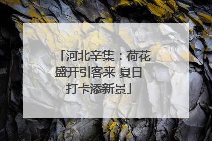 河北辛集：荷花盛开引客来 夏日打卡添新景
