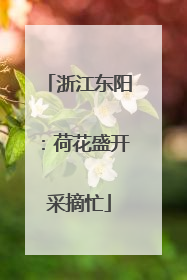 浙江东阳：荷花盛开采摘忙