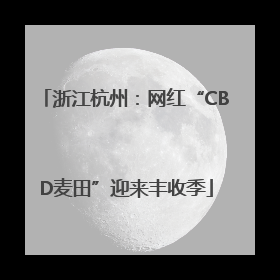 浙江杭州：网红“CBD麦田”迎来丰收季