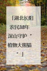 湖北长阳农民38年深山守护“植物大熊猫”