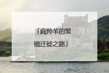 藏羚羊的繁殖迁徙之路