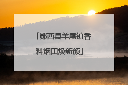 郧西县羊尾镇香料烟田焕新颜