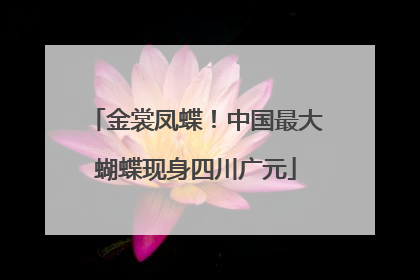 金裳凤蝶！中国最大蝴蝶现身四川广元