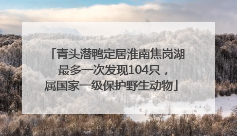 青头潜鸭定居淮南焦岗湖 最多一次发现104只，属国家一级保护野生动物