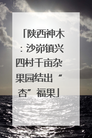 陕西神木：沙峁镇兴四村千亩杂果园结出“杏”福果