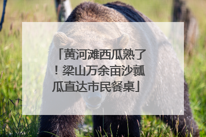黄河滩西瓜熟了！梁山万余亩沙瓤瓜直达市民餐桌